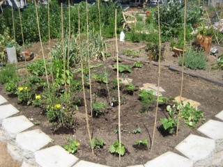 Gardening Plot