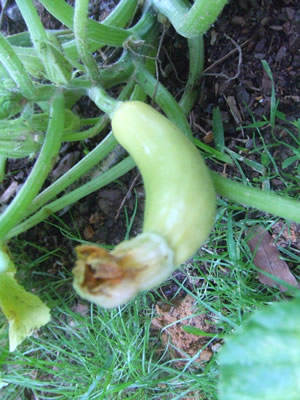 mnsquash1