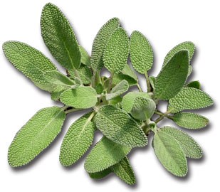 Herb Sage