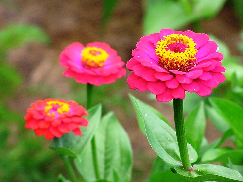 zinnias