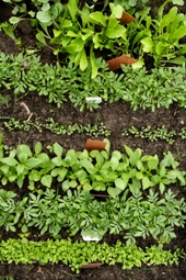 Choosing What to Grow in Your Urban Garden