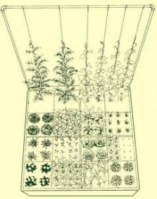 Square Foot Gardening SyStem - UrbanGardenCasual.com