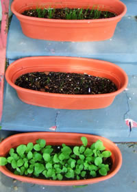 Container Gardening