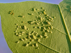 Photo Credit: Aphid Farm On a Tulip Tree Leaf by light2shine used under CC BY-NC-ND 2.0