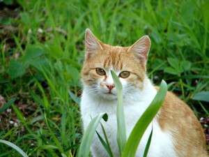 Photo Credit: Cat in the garden by Alex Balan used under CC BY-NC-SA 2.0