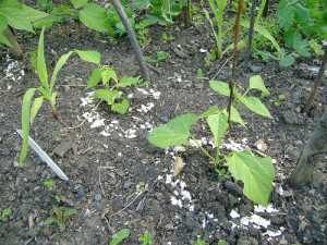 Photo Credit: Egg Shell Mulch by London Permaculture used under CC BY-NC-SA 2.0