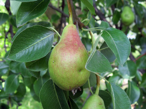 Photo Credit: Pear Tree by Shihmei Barger used under CC BY-NC-ND 2.0