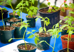 Photo Credit: Tiny Tomato Plants by sciondriver used under CC BY-NC 2.0