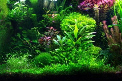 acquarium