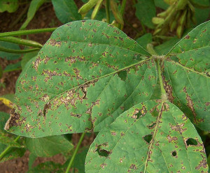 Photo Credit: Small spots and coalescing lesions of bacterial pustule by International Institute of Tropical Agriculture