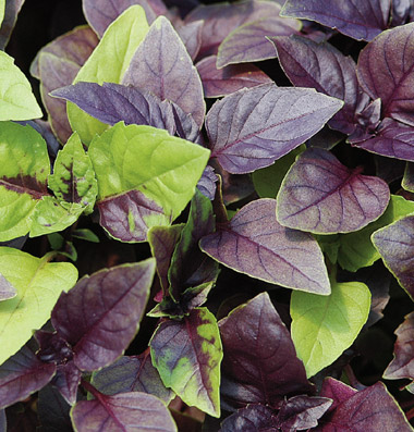 basil1