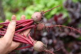 beets1