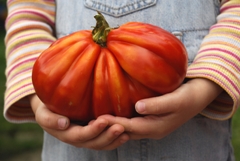 biggest-tomato