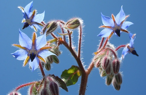 borage