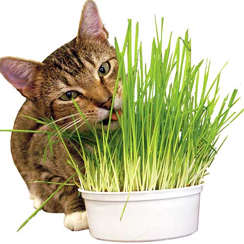 cats-and-houseplants