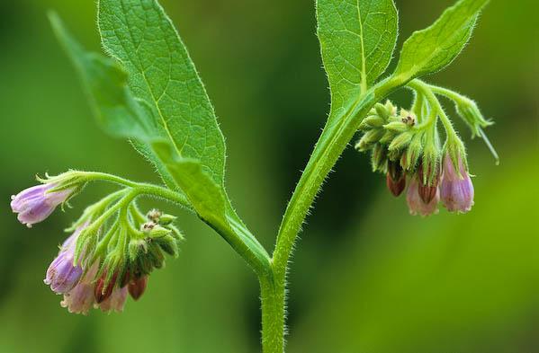 comfrey2