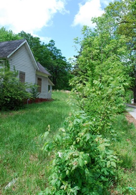 community-garden2