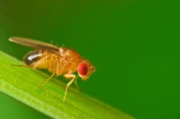 fruit-fly