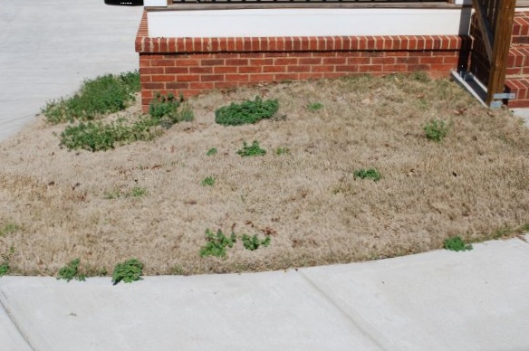 garden11