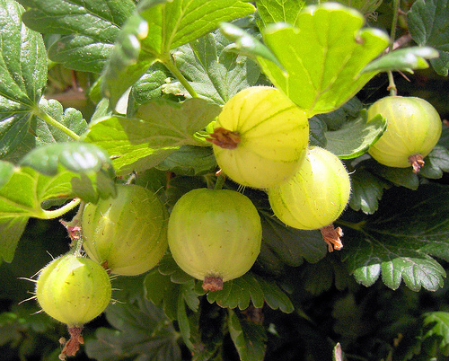 gooseberry