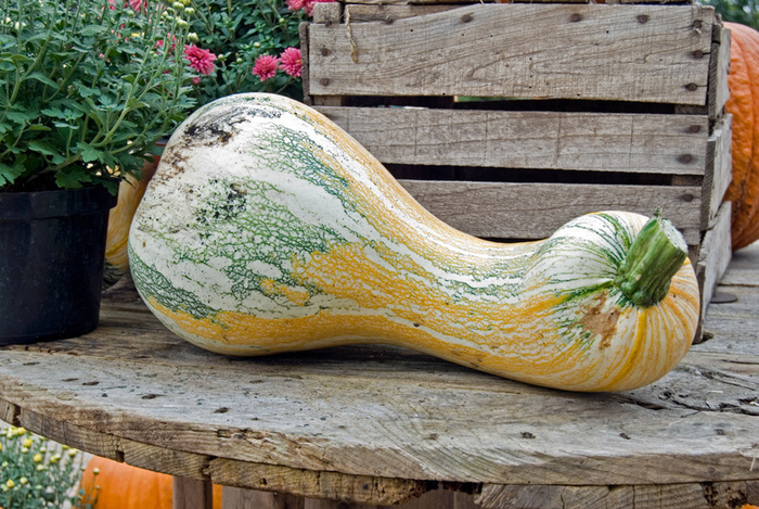 gourd