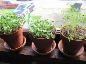Photo Credit: My windowsill herb garden by Lilnemo used under CC BY-NC-SA 2.0