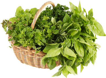 herbs