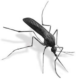 mosquito