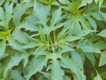 ragweed