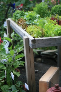 salad-table
