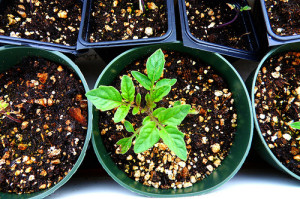 Photo Credit: Seedling by Jennifer C. used under CC BY 2.0