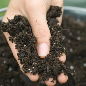 soil