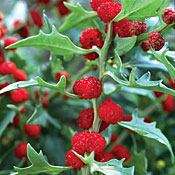 strawberry-spinach