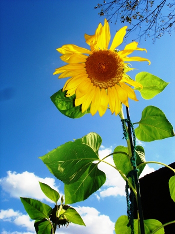 sunflower