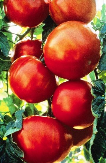 tomato
