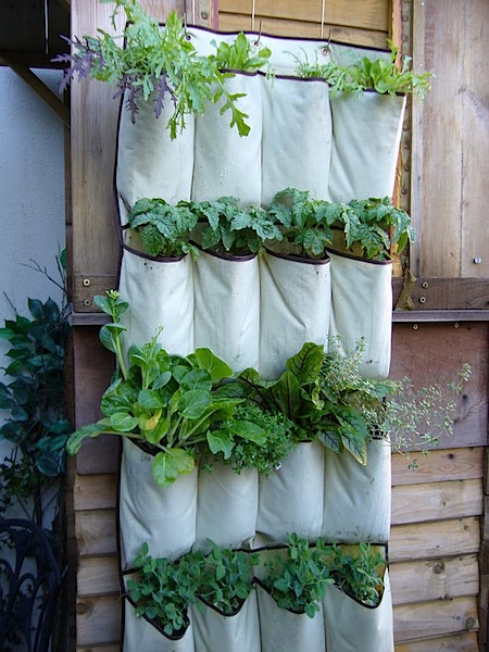 vertical-garden1